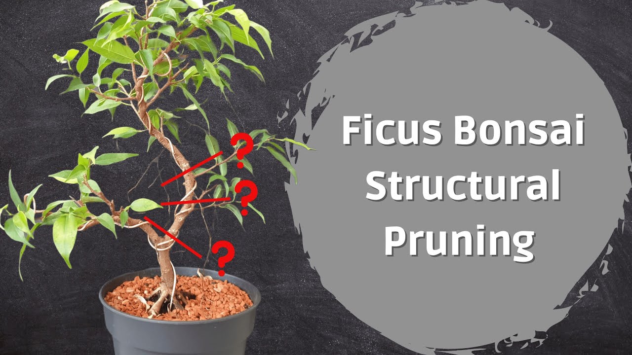 Structural Pruning On Ficus Pre-Bonsai