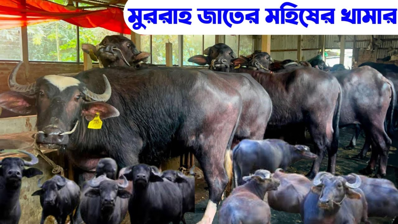 মুররাহ জাতের মহিষের খামার | প্রেগন্যান্ট মহিষের দাম জানুন | গয়াল এর দাম জানুন | মহিষ পালন পদ্ধতি |