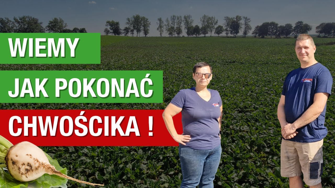 Jak pokonać chwościka? Agro-Sorb w uprawie buraka cukrowego