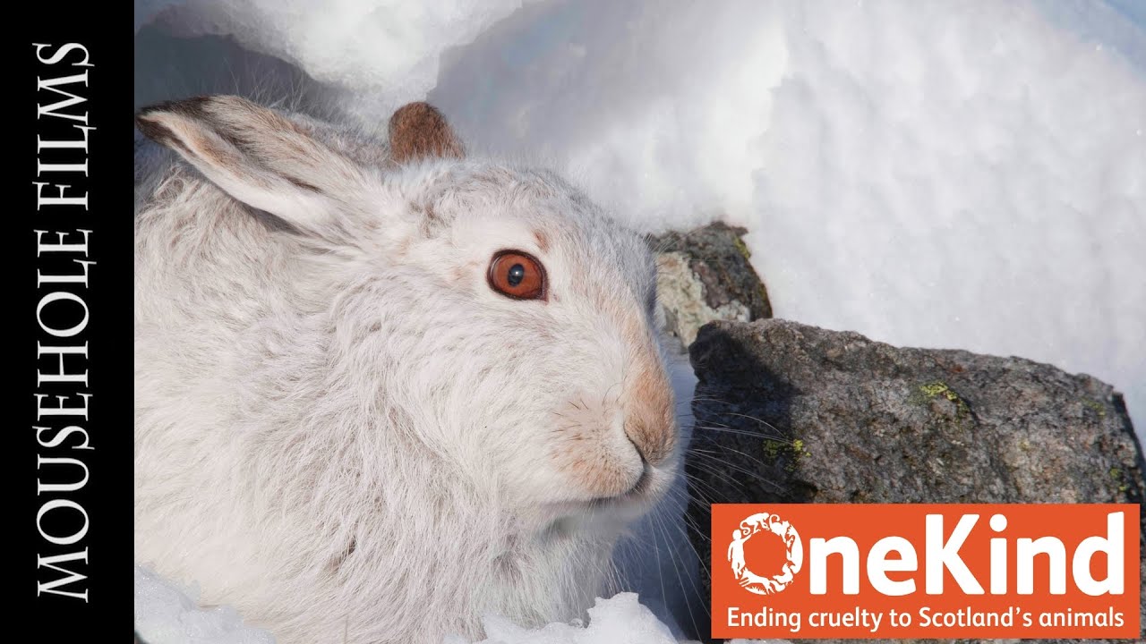 Mountain Hare | OneKind | Lockdown Diaries Episode 3 | Bob Elliot Interview