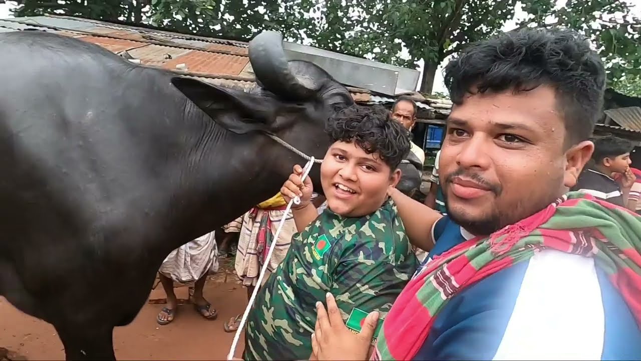 রাজশাহী সিটি হাট ১৩/০৭/২০২৫ মহিষ ও ষাড় গরুর বাজার আপডেট part =02