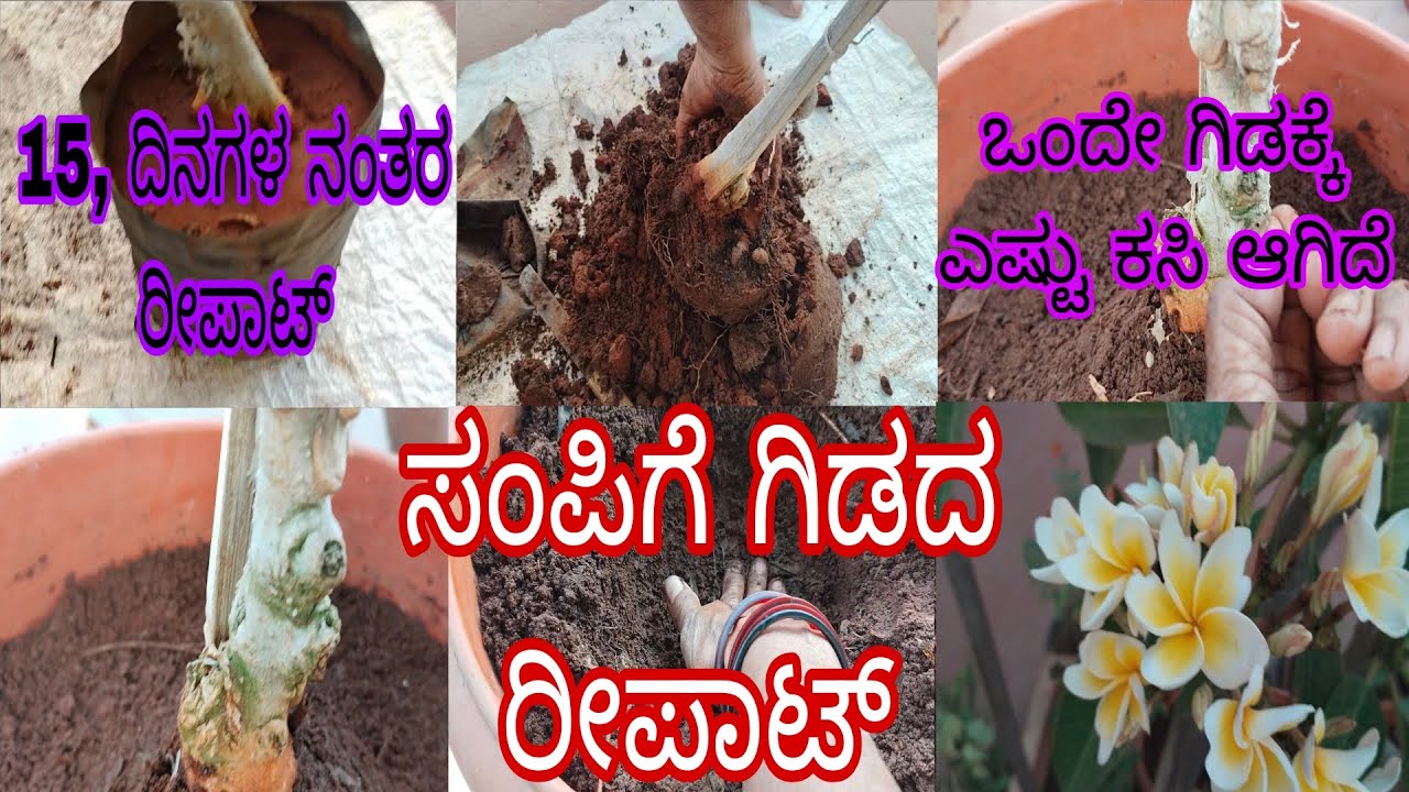 #ಸಂಪಿಗೆ_ಗಿಡ_ರೀಪಾಟ_ಮತ್ತು_ಕಸಿ_ಗಿಡಕ್ಕೆ_ಎಷ್ಟು_ಕಸಿ_ಆಗಿದೆ//