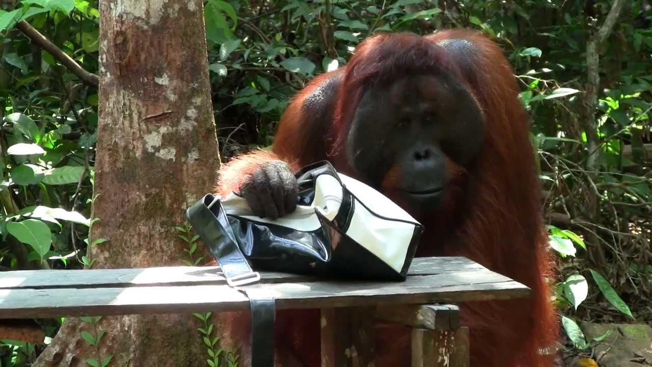 Male Orangutan grabs a bag