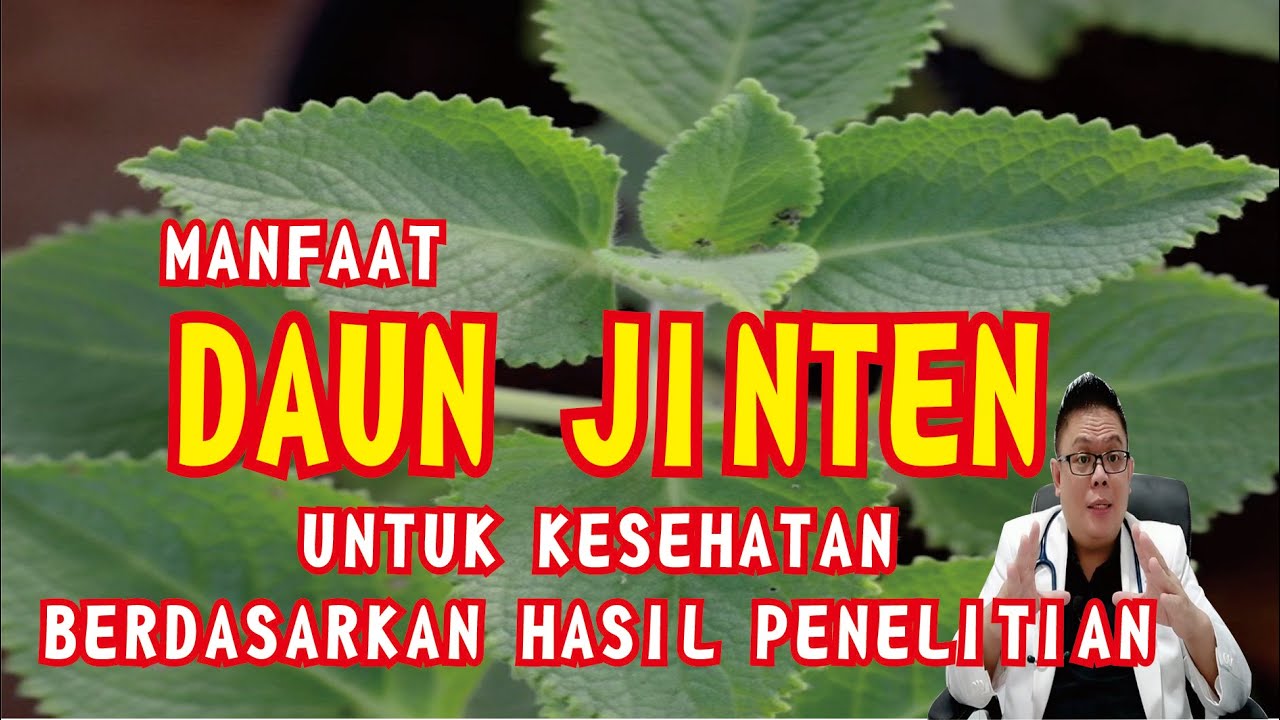 MANFAAT DAUN JINTEN UNTUK KESEHATAN BERDASARKAN PENELITIAN ILMIAH