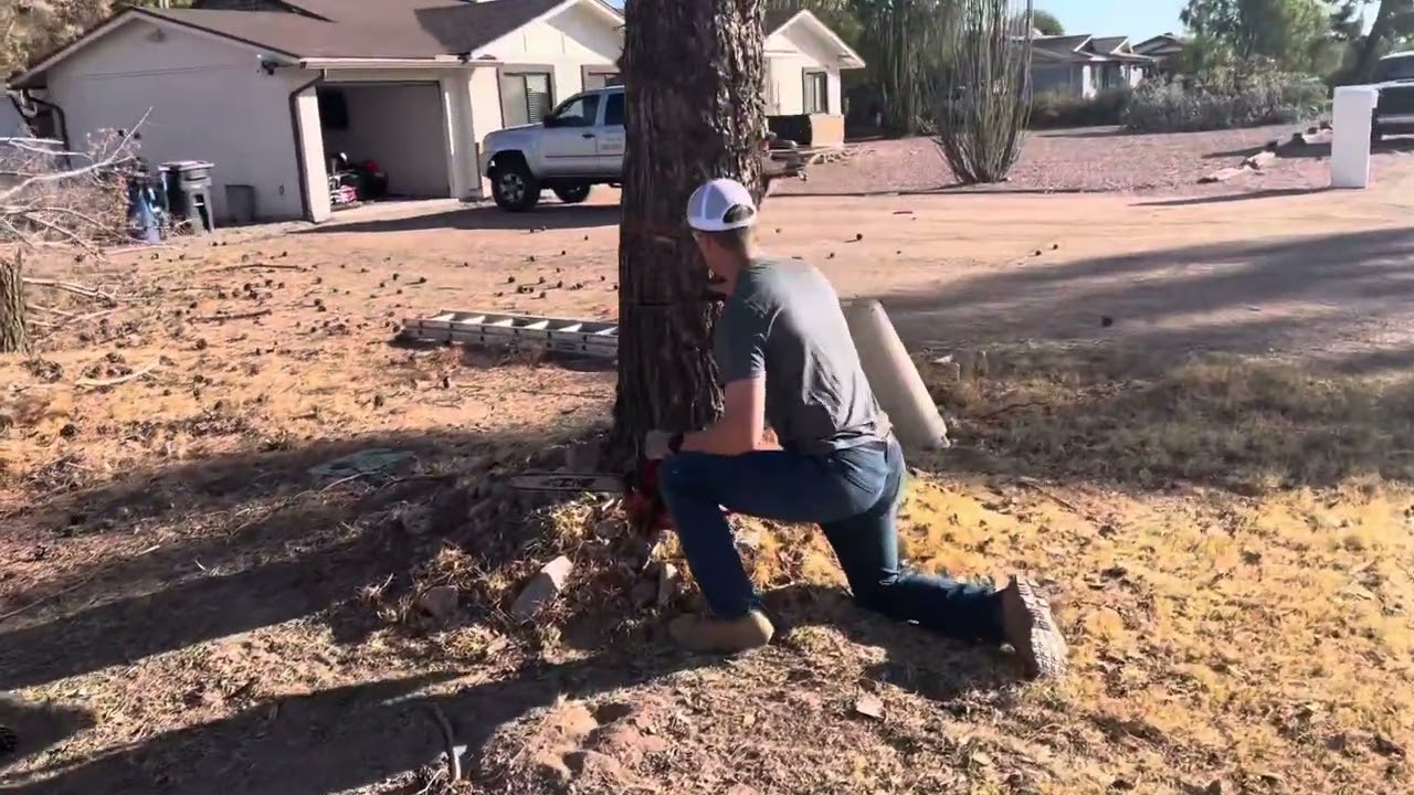 How To Safely Cut Down A Pine Tree