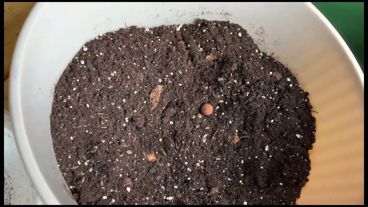 Como cultivar una SANSEVIERIA TRIFASCIATA (lengua de suegra) @jardinmagicodejoel5697
