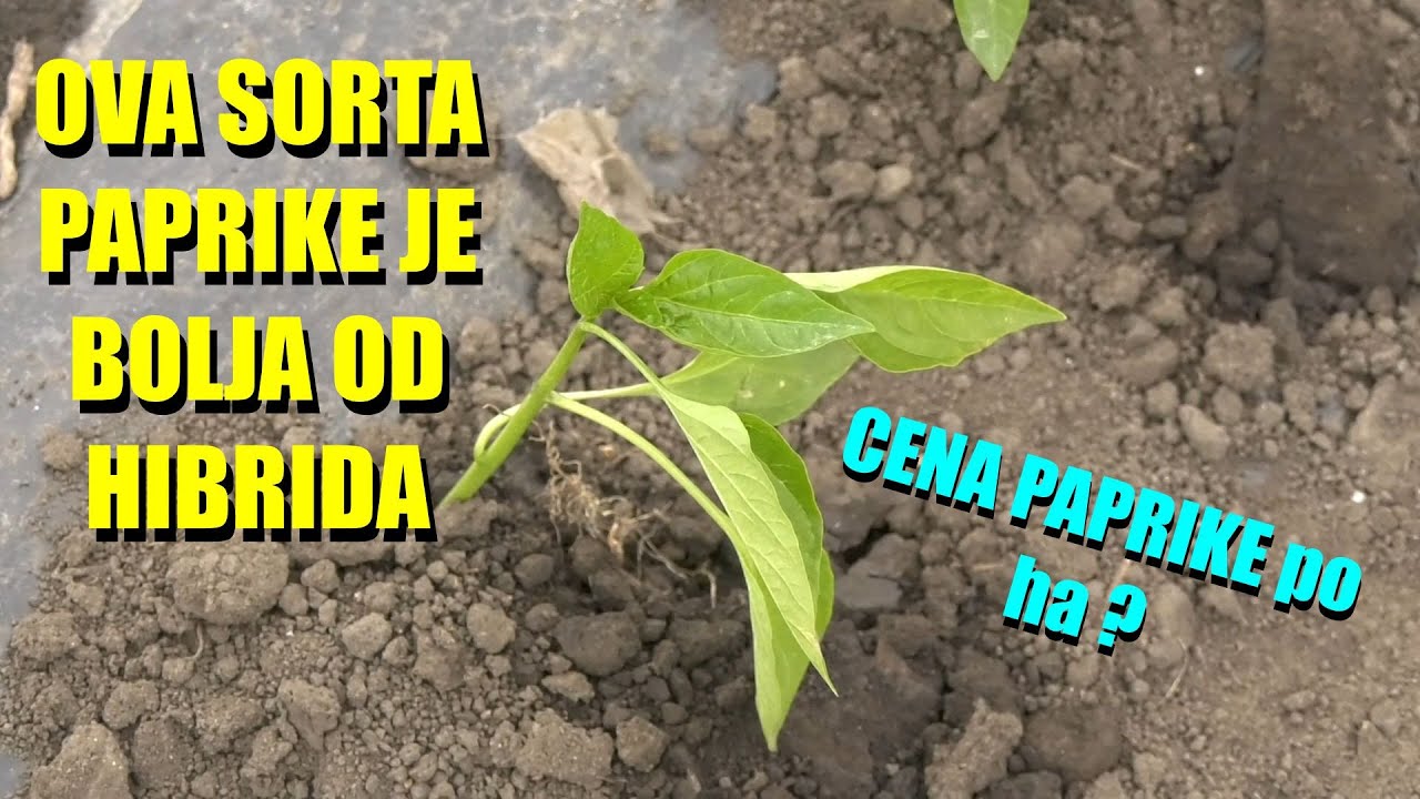 JEDINA ISPLATIVA AJVARUŠA paprika je SORTA - NIJE HIBRID - evo KOJA JE INVESTICIJA po hektaru...