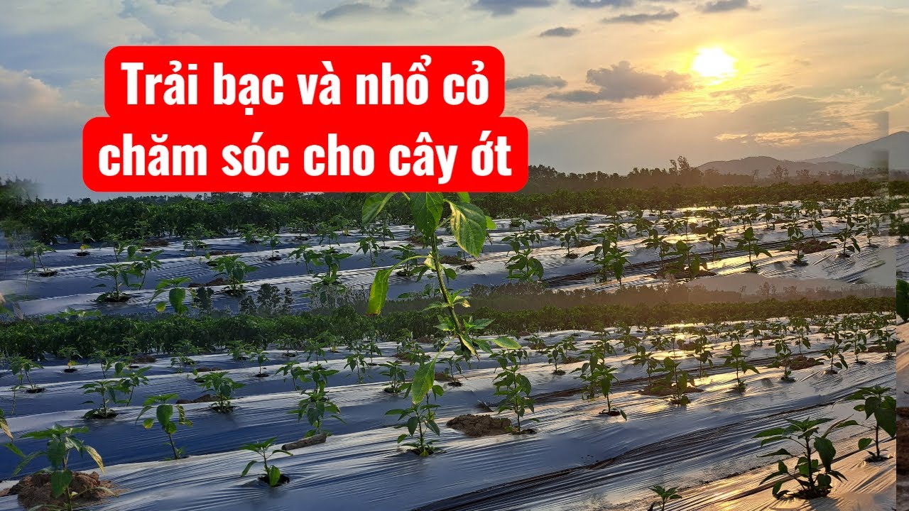 Trải bạc và nhổ cỏ chăm sóc cho cây ớt