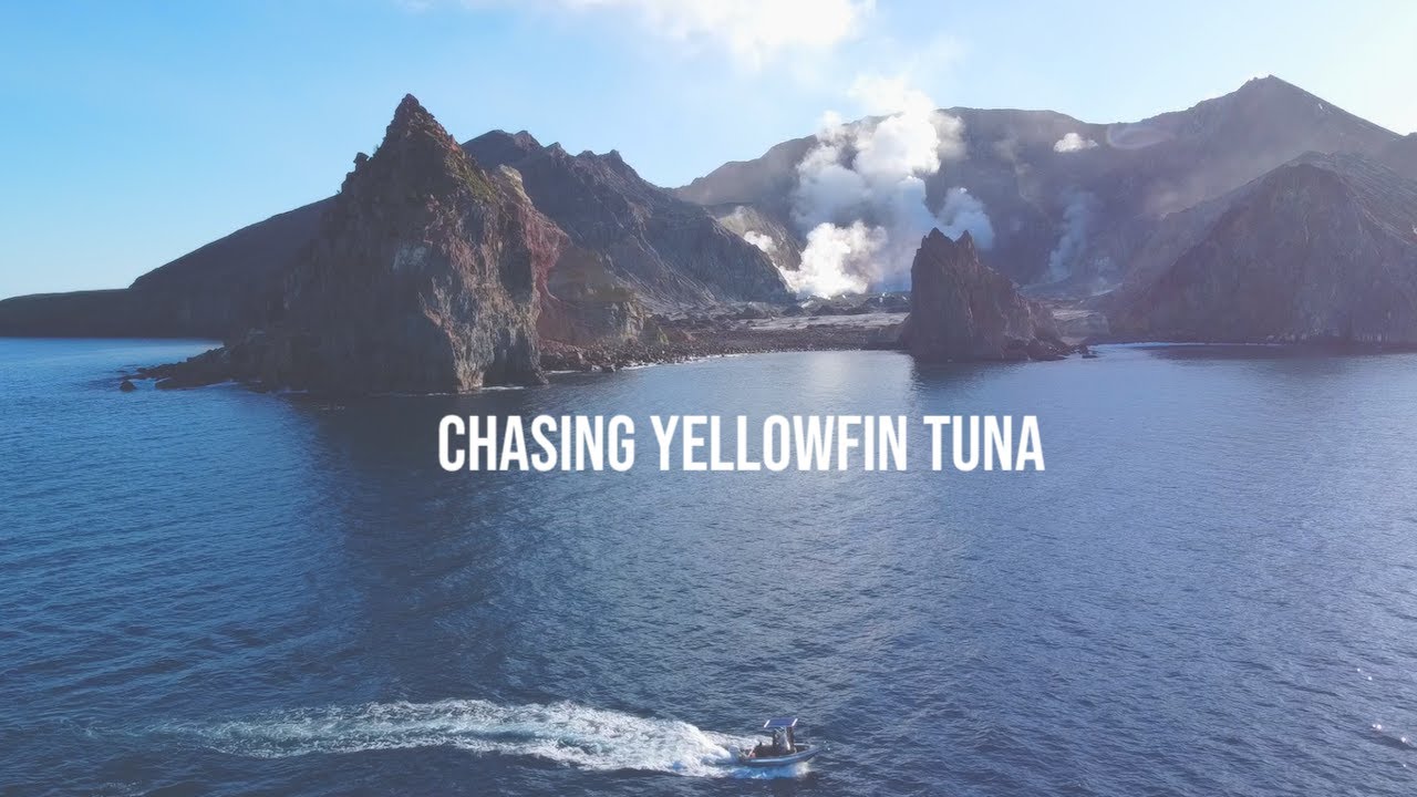 Epic Diving Adventure: Chasing Yellowfin Tuna in Whakatane's Waters