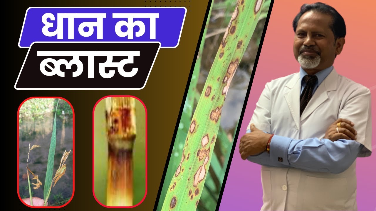 धान का ब्लास्ट से बचाव