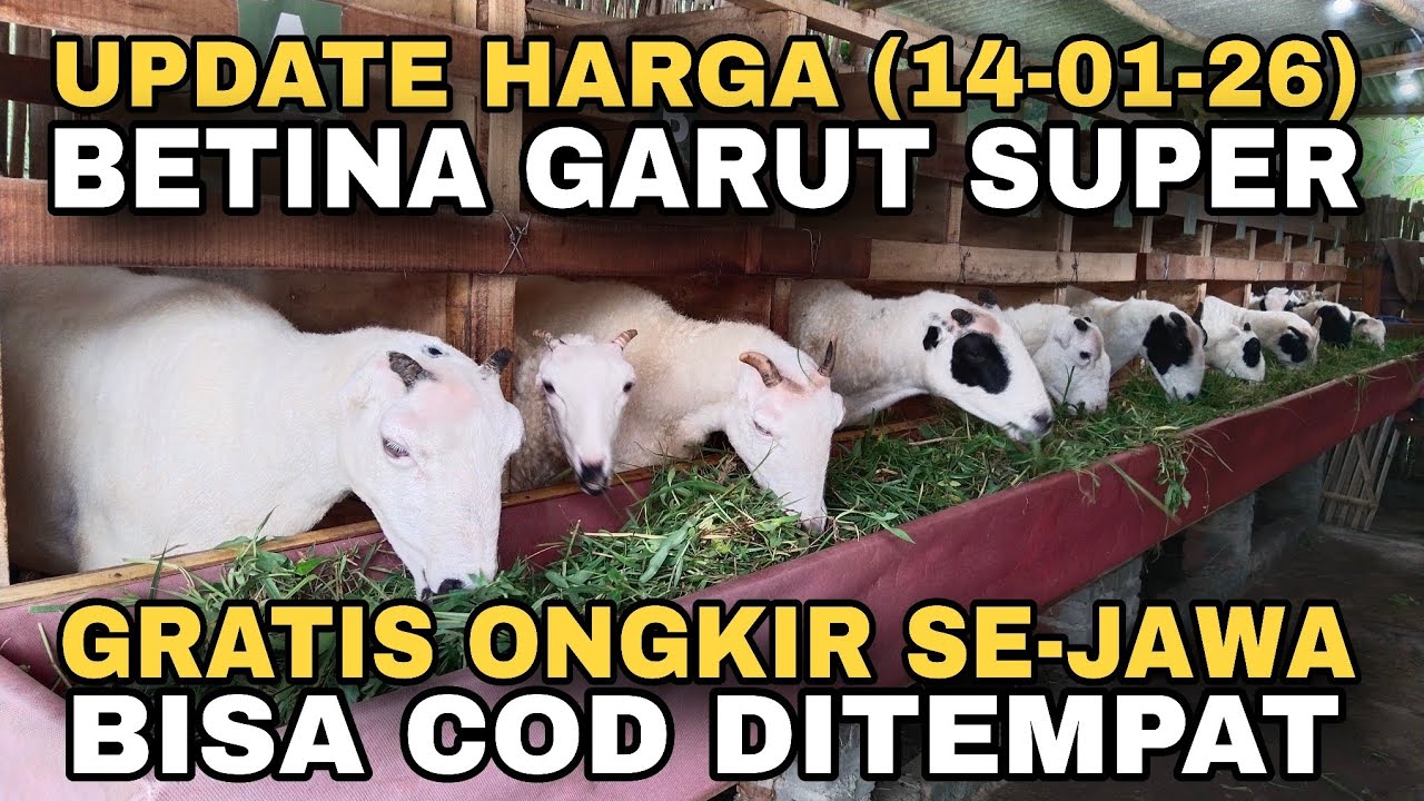 UPDATE HARGA BETINA GARUT SUPER (GRATIS ONGKIR SE-JAWA DAN BISA COD DITEMPAT)