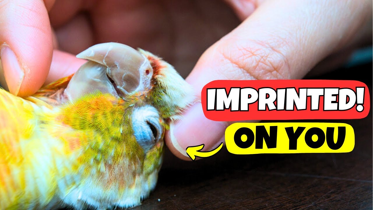 14 Signs Your Bird Has Imprinted on You