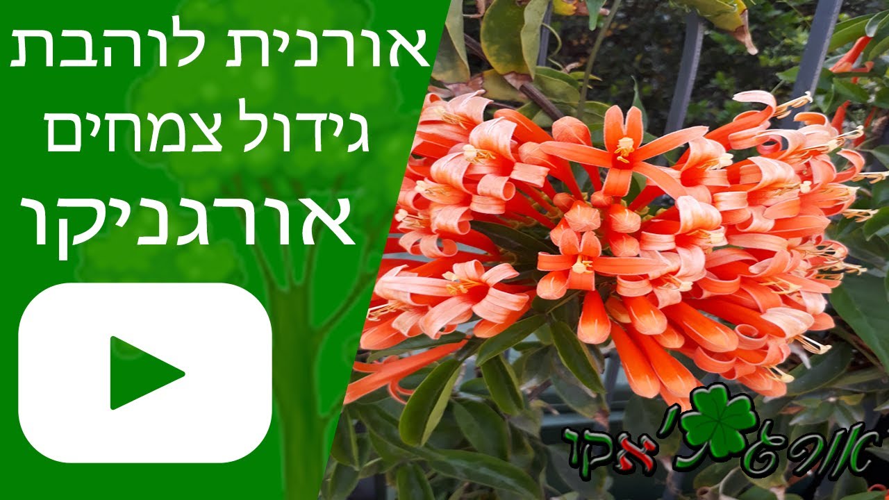 אורנית לוהבת - גידול צמח - אורגניקו
