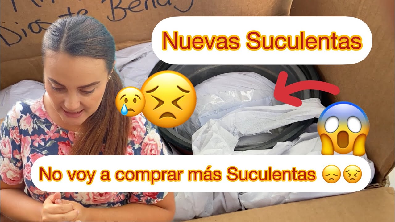 Nuevas Suculentas // mi &uacute;ltima compra de suculentas 😞😣ya no comprar&eacute; m&aacute;s.