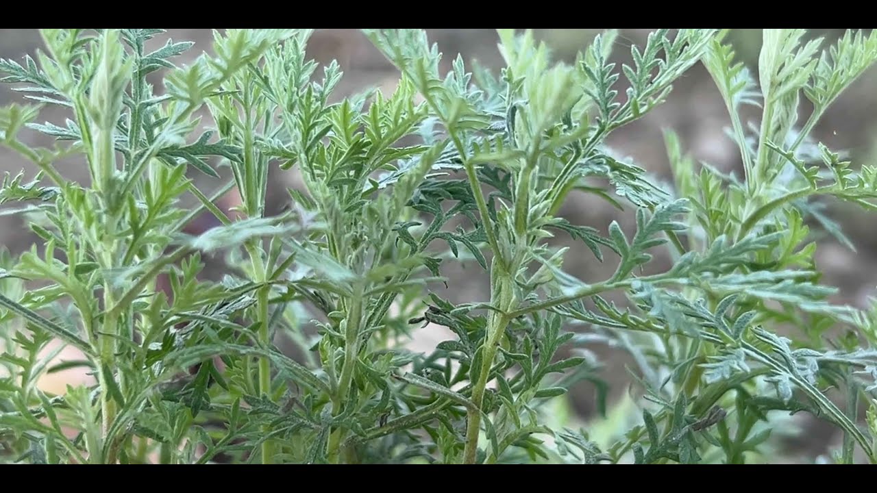La coltivazione di piante aromatiche e officinali in Provincia di Cuneo