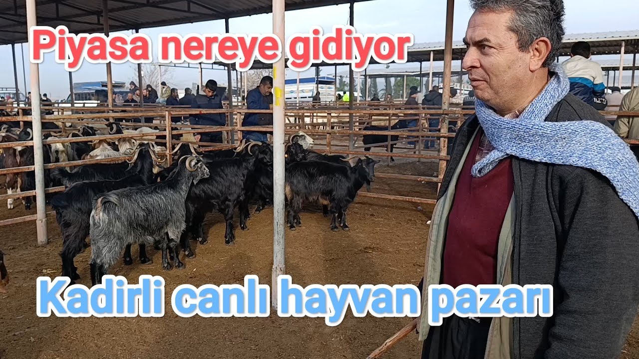 Kadirli canlı hayvan pazarı. 8 ocak perşembe. 