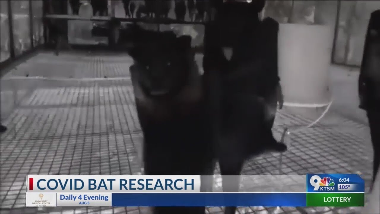 Health Alert: Covid bat research