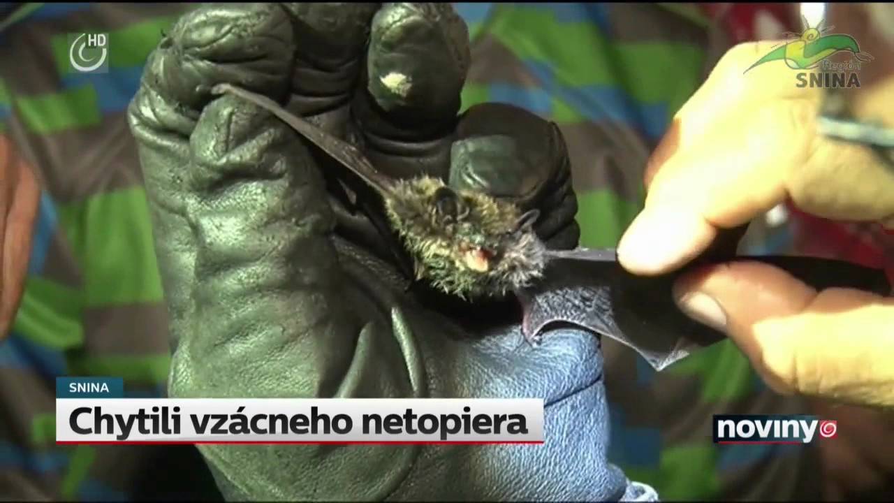 Vz&aacute;cny netopier a synovec vydierač // SNINA