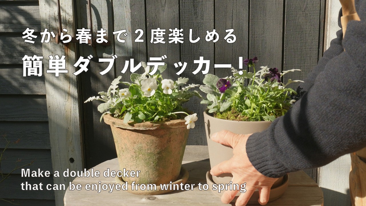 【ダブルデッカー】冬から春まで2度楽しめる球根を使った鉢植え方法！！