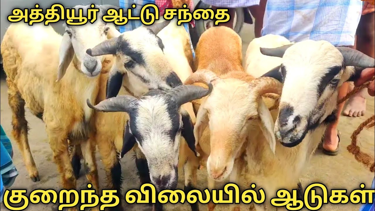 Goat market | aattu santhai | Athiyur