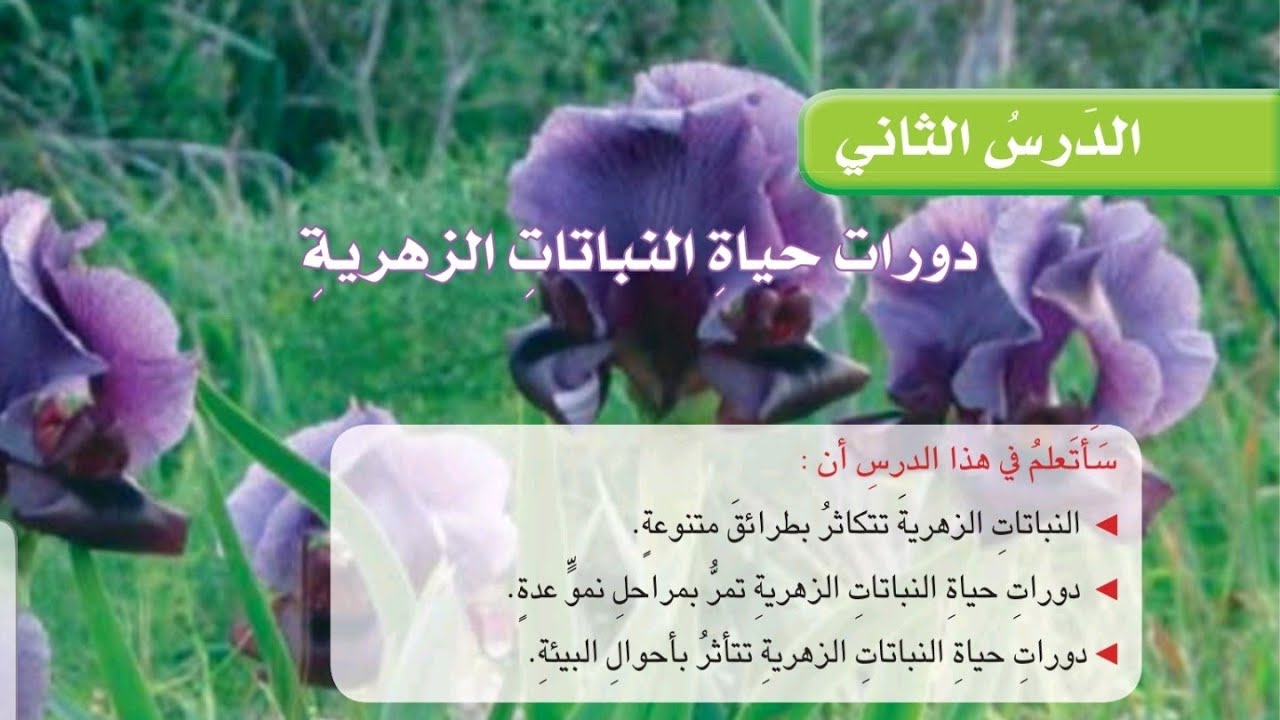 علوم الصف الرابع ابتدائي صفحه 60 دورة حياة النباتات الزهرية