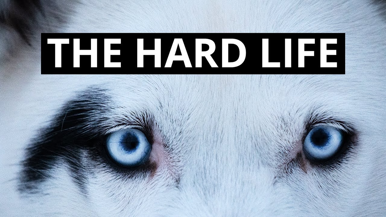 A day at a SIBERIAN HUSKY KENNEL in LAPLAND | Dream Life with Sled Dogs