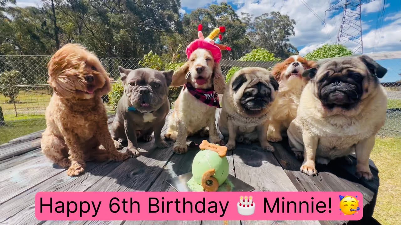 Minnie turned 6 🙌🧁🥳🐕🏍️🎣🎾 Who’s ready to rumble, roll, bounce, jump, run and play?
