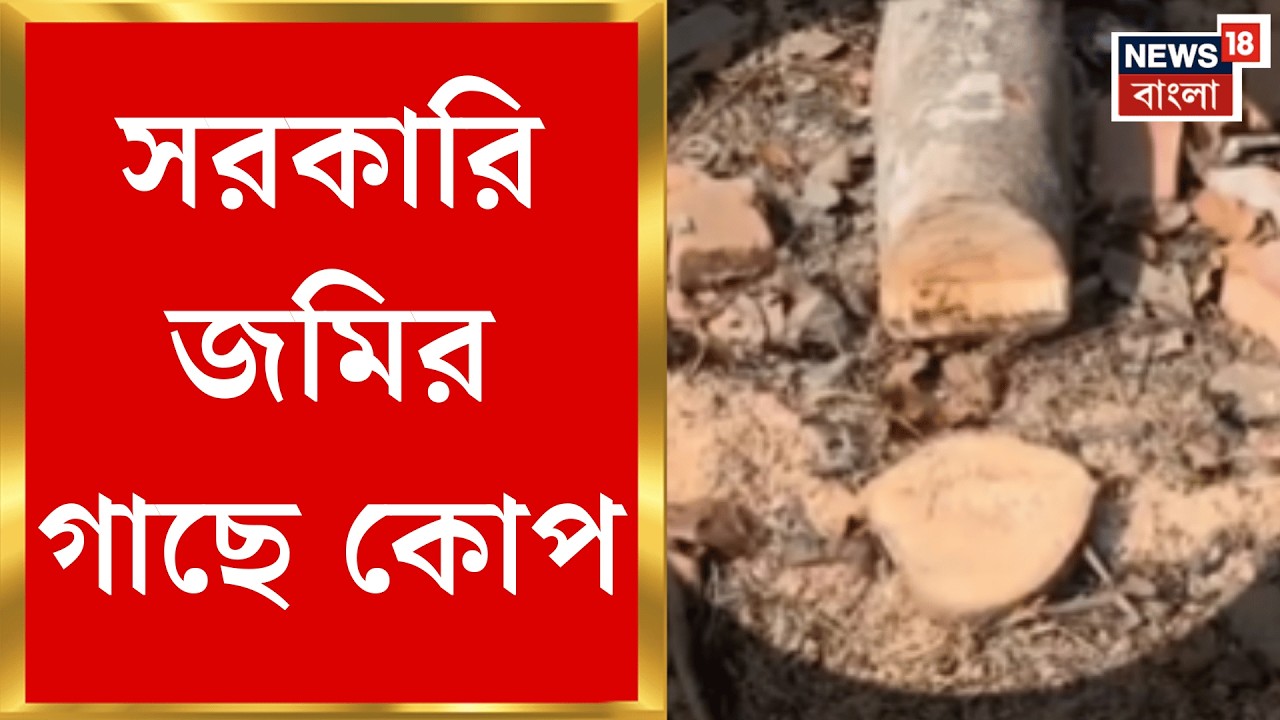 North 24 Pargana News | রাস্তার ধারে সরকারি জমির গাছে কোপ, অভিযোগ অস্বীকার পঞ্চায়েত সদস্যের |