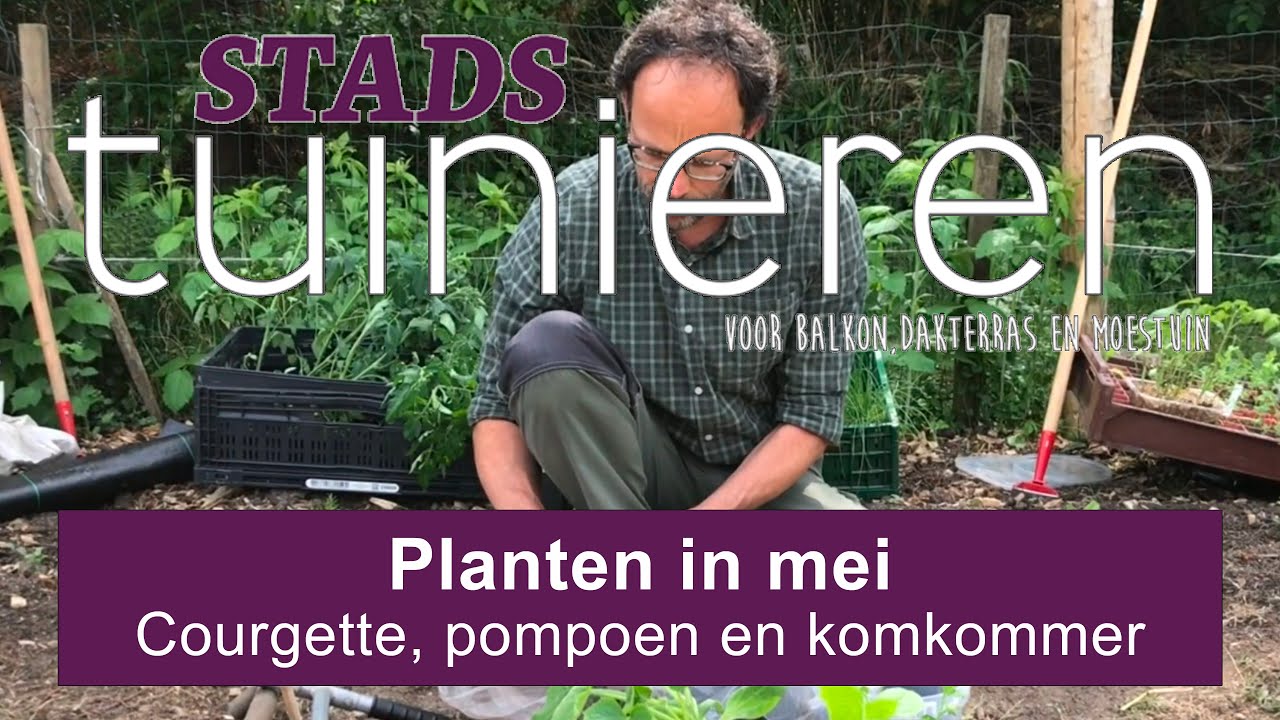 Stadstuinieren - Courgette, pompoen en komkommer uitplanten, met een stokje? #moestuin