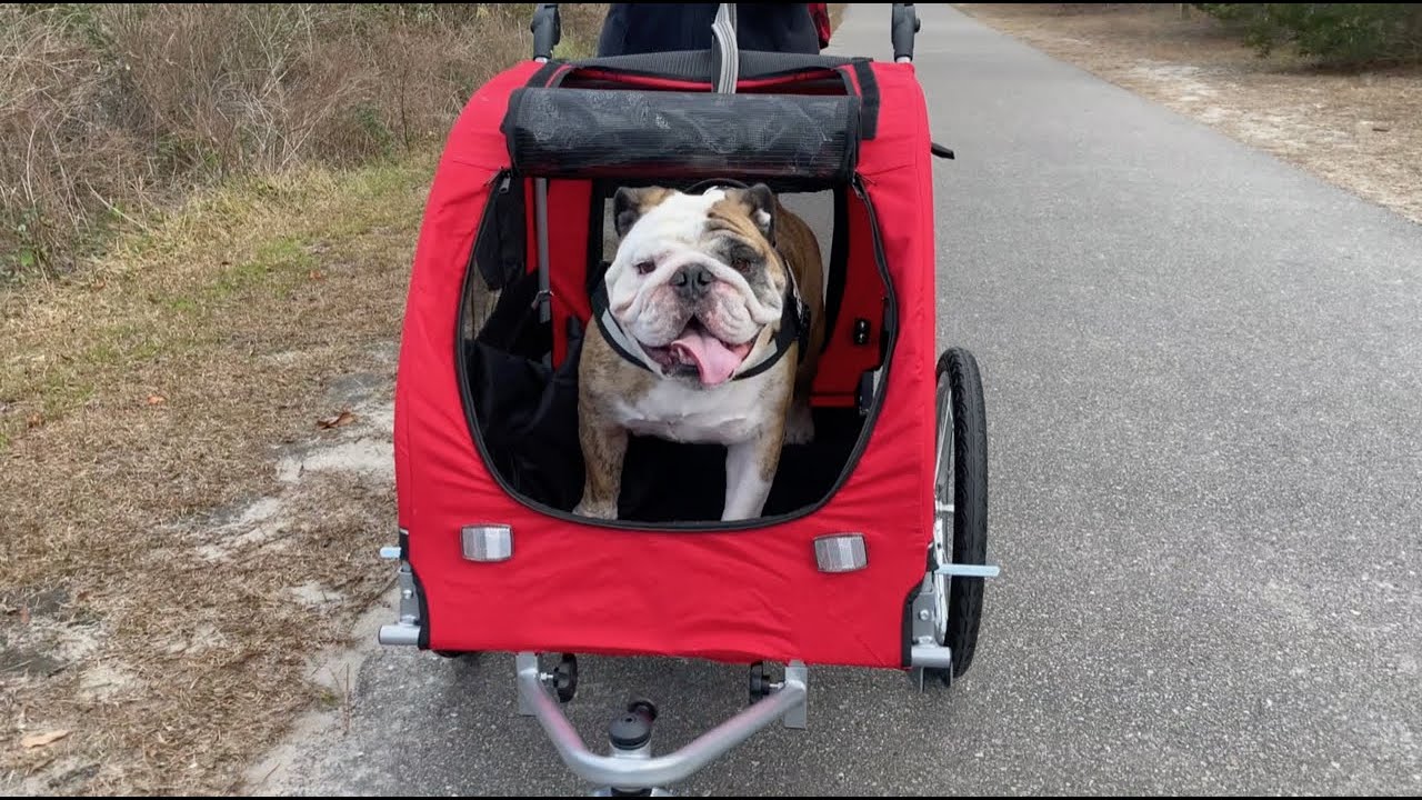 Reuben the Bulldog: The New Ride