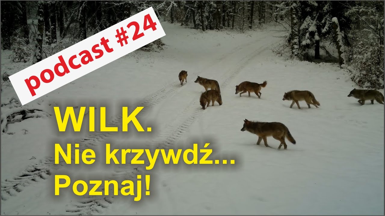 Podcast #24 - Wilk. Nie krzywdź... Poznaj!