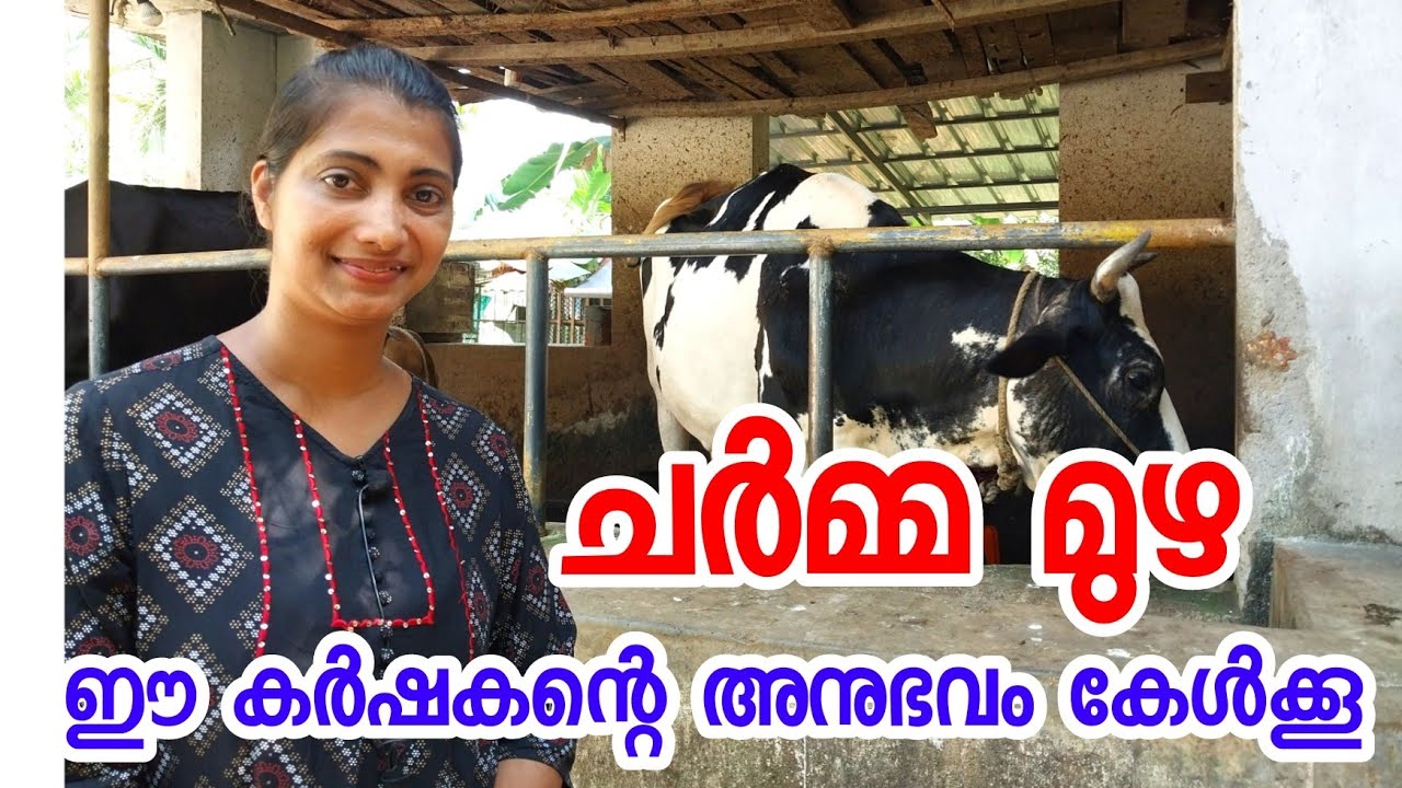 ചർമ്മ മുഴ, ഈ കർഷകന്റെ അനുഭവം കേൾക്കൂ 