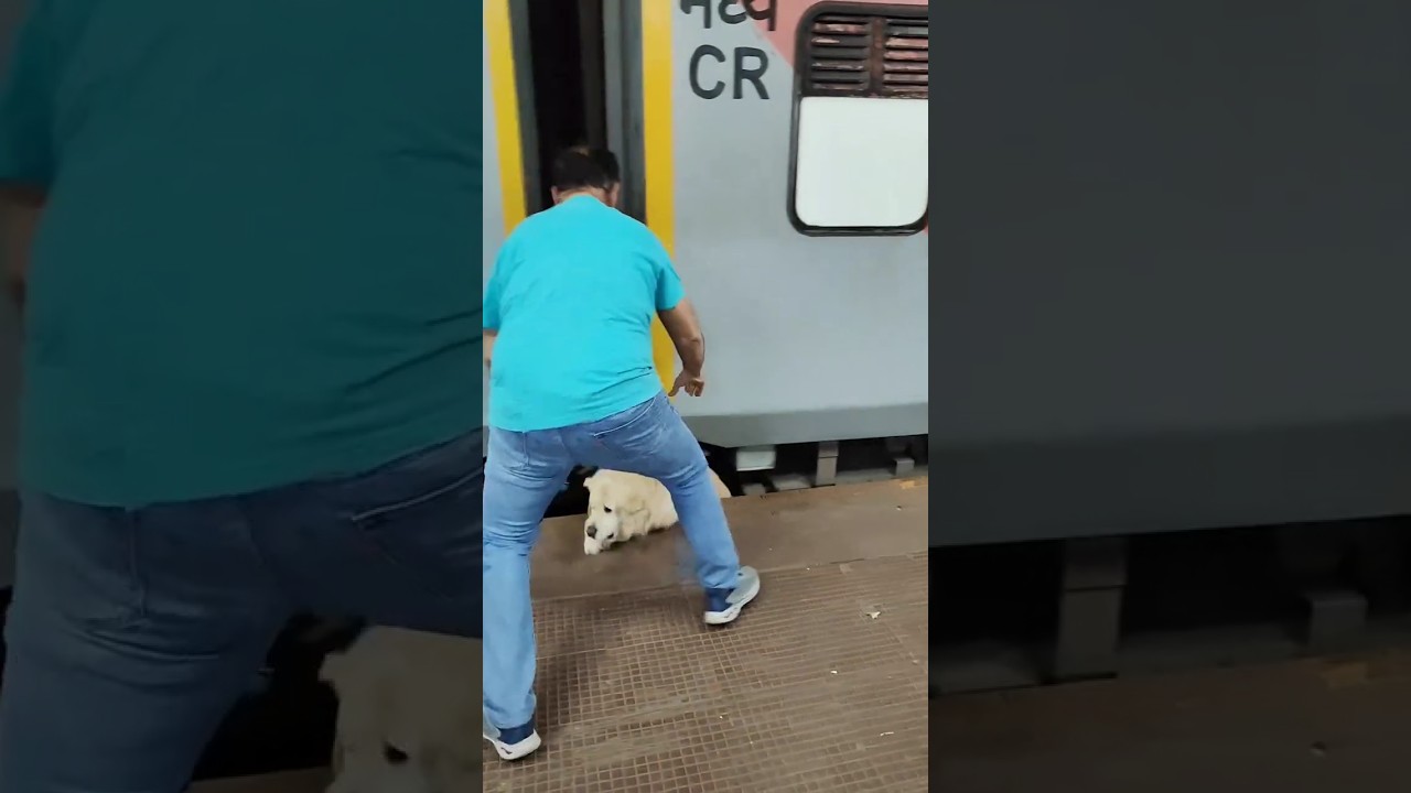 dog killed in train accident #dog #train