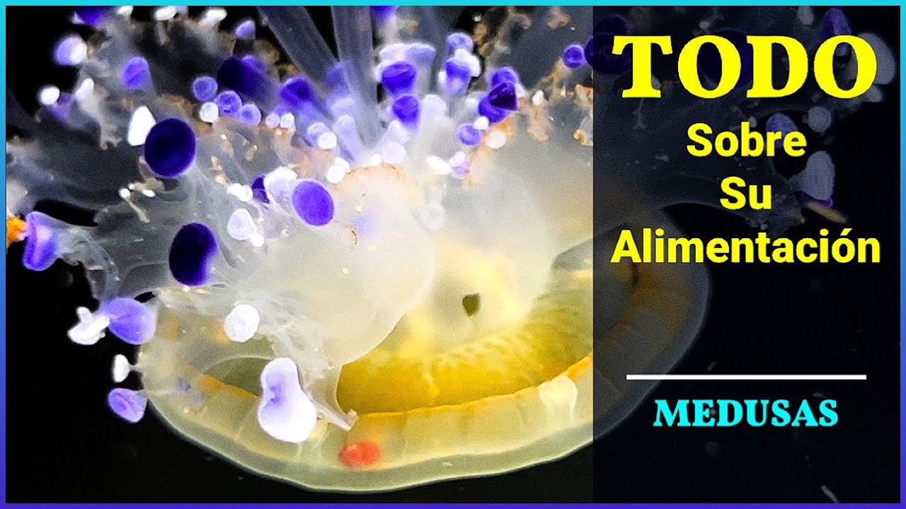 COMO ALIMENTAR A TUS MEDUSAS