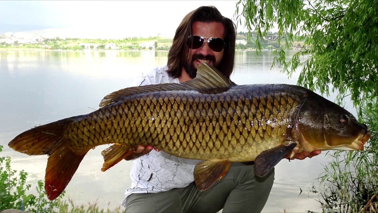 Sazan yemi nasıl hazırlanır ? How to prepare carp feed ? Как приготовить корм для карпа?