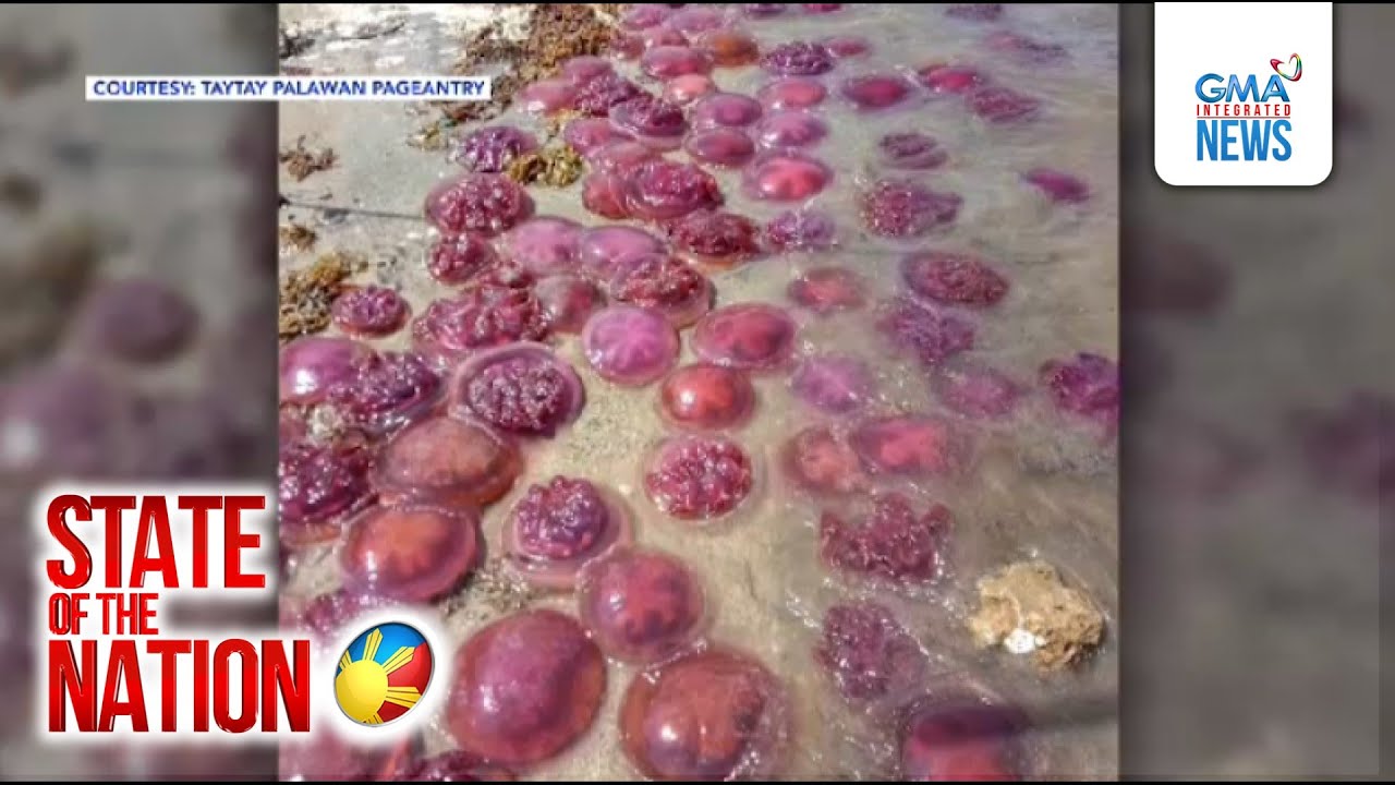 Mga jellyfish na sinlaki ng plato, nagkalat sa breakwater | SONA