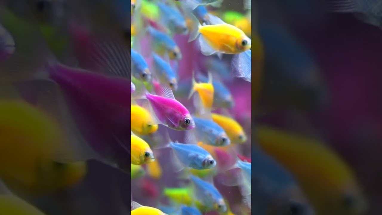 Cara merawat ikan hias jenis glofish