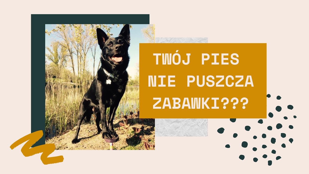 Jak nauczyć psa oddawania zabawki na komendę? Trener opowiada #14