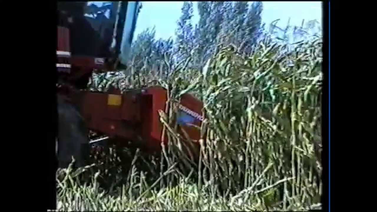 Loonw. De Bruyne -  Assenede
