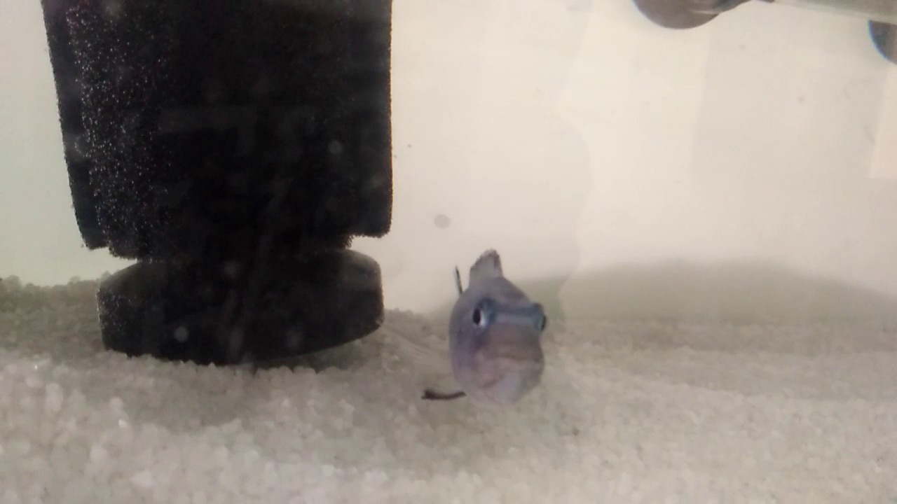 Powder blue cichlid holding fry