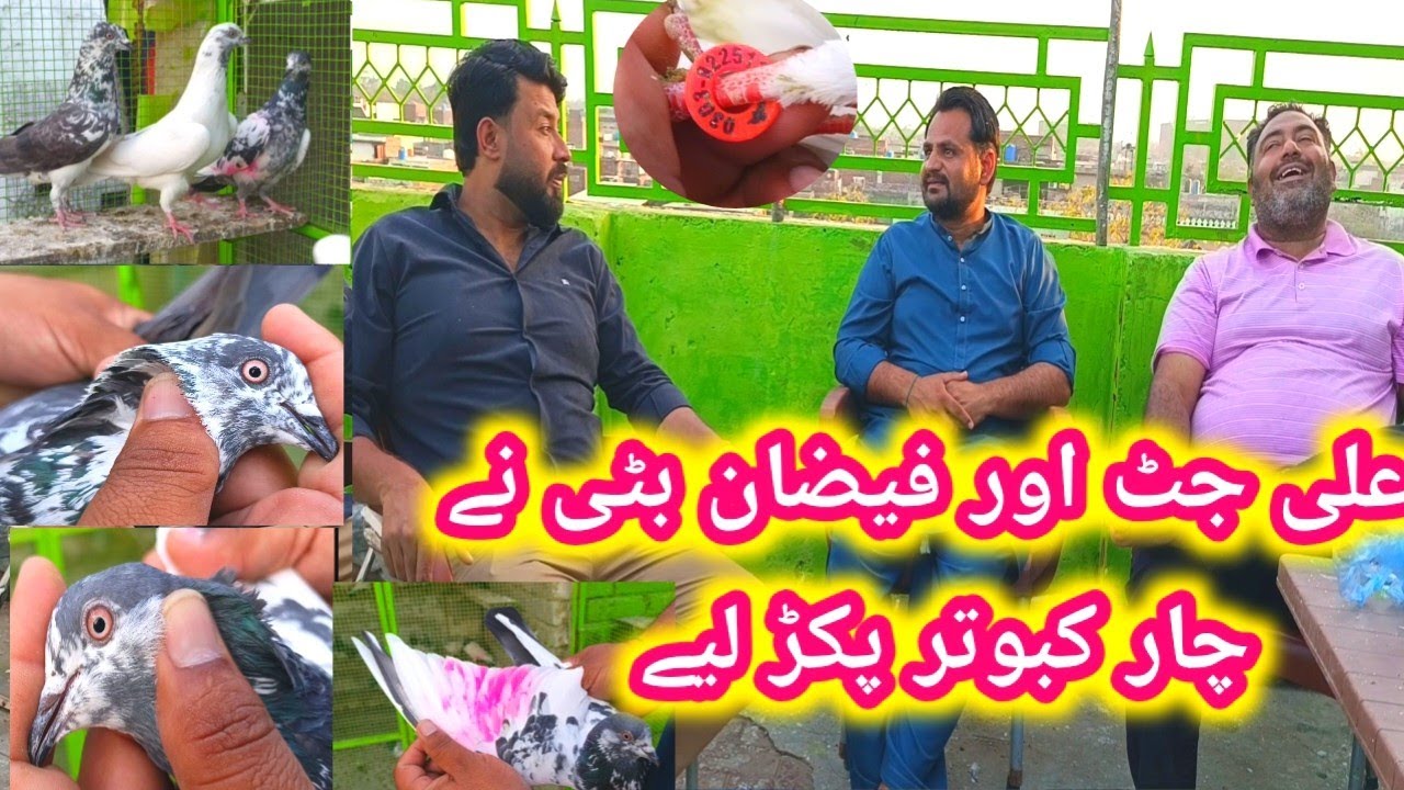علی جٹ اور فیضان پٹی کی لڑائی یہ کبوتر نہیں بیچنے دوں گا 
