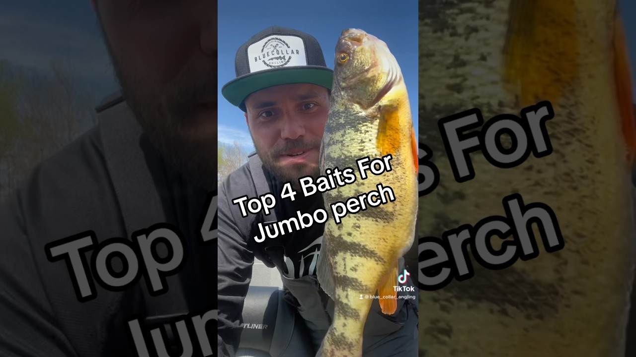 Team Blue Collars Top 4 for baits to catch Jumbo Perch #fishing #shorts #angling #short #adventure