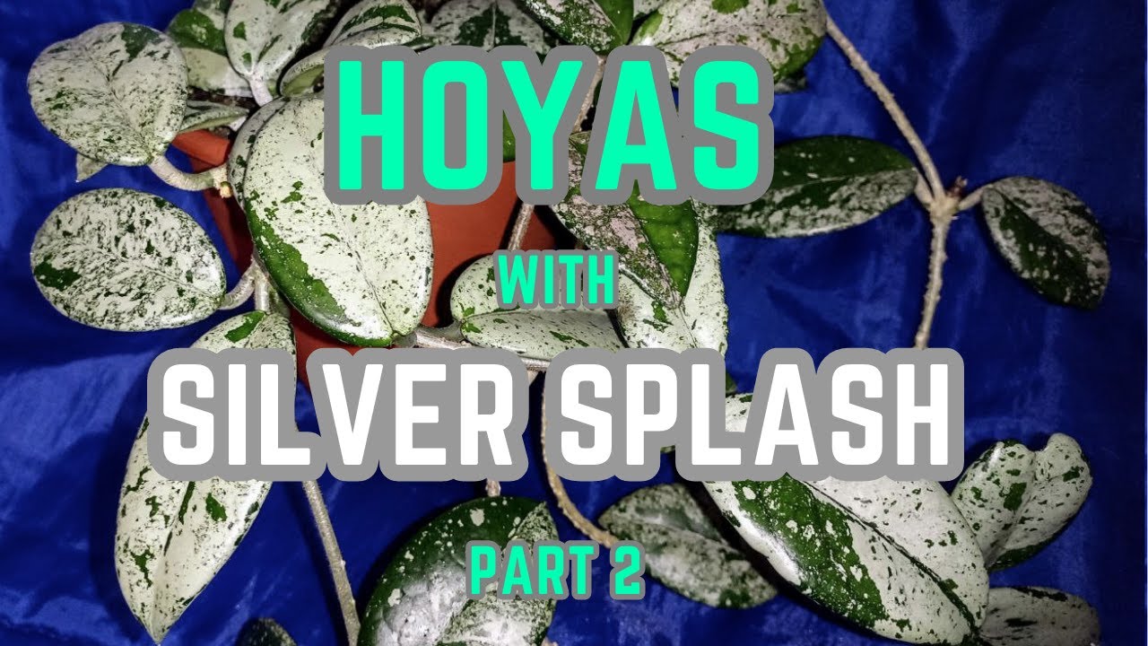 💙💛Hoyas with a silver splash. Part 2. What will happen if you root a hoya stem 