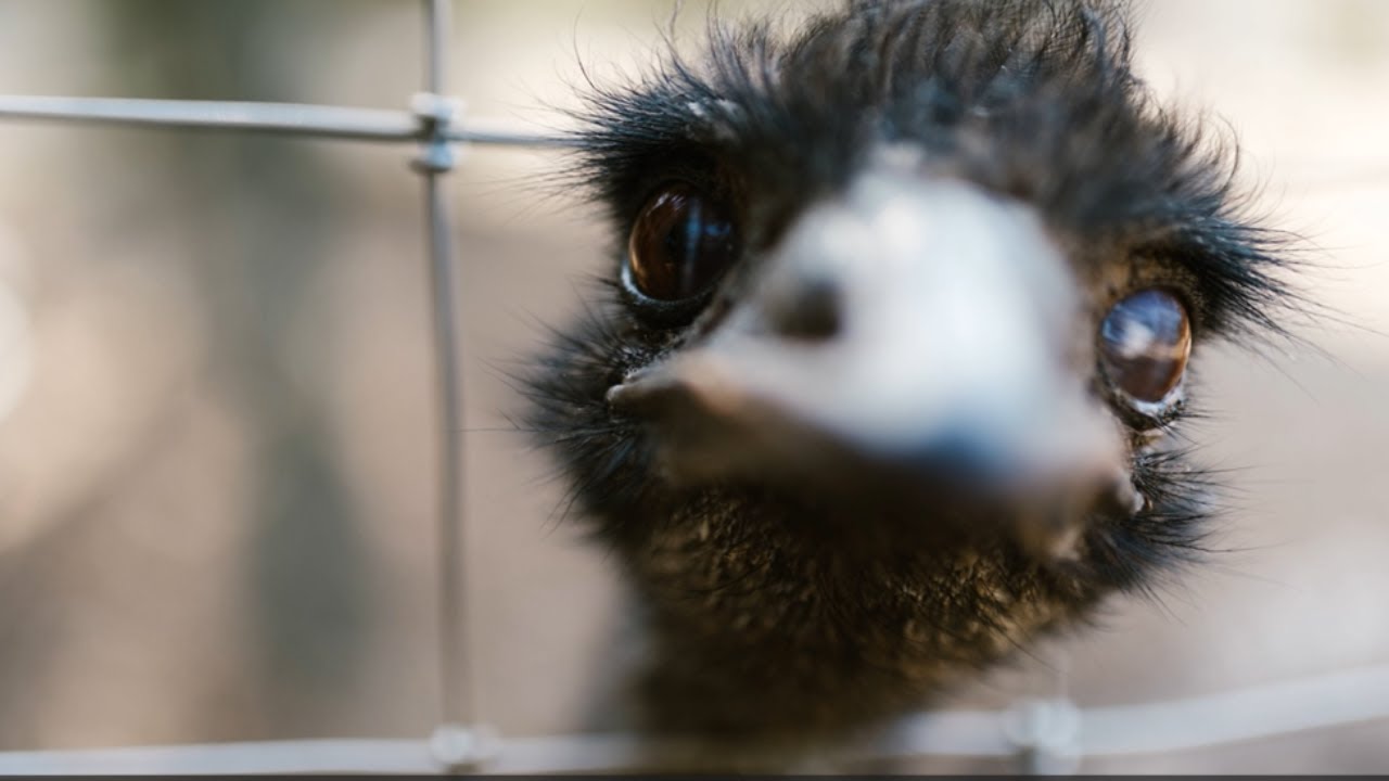 Emu Cuteness Overload  4 Minutes of Fun & Facts!
