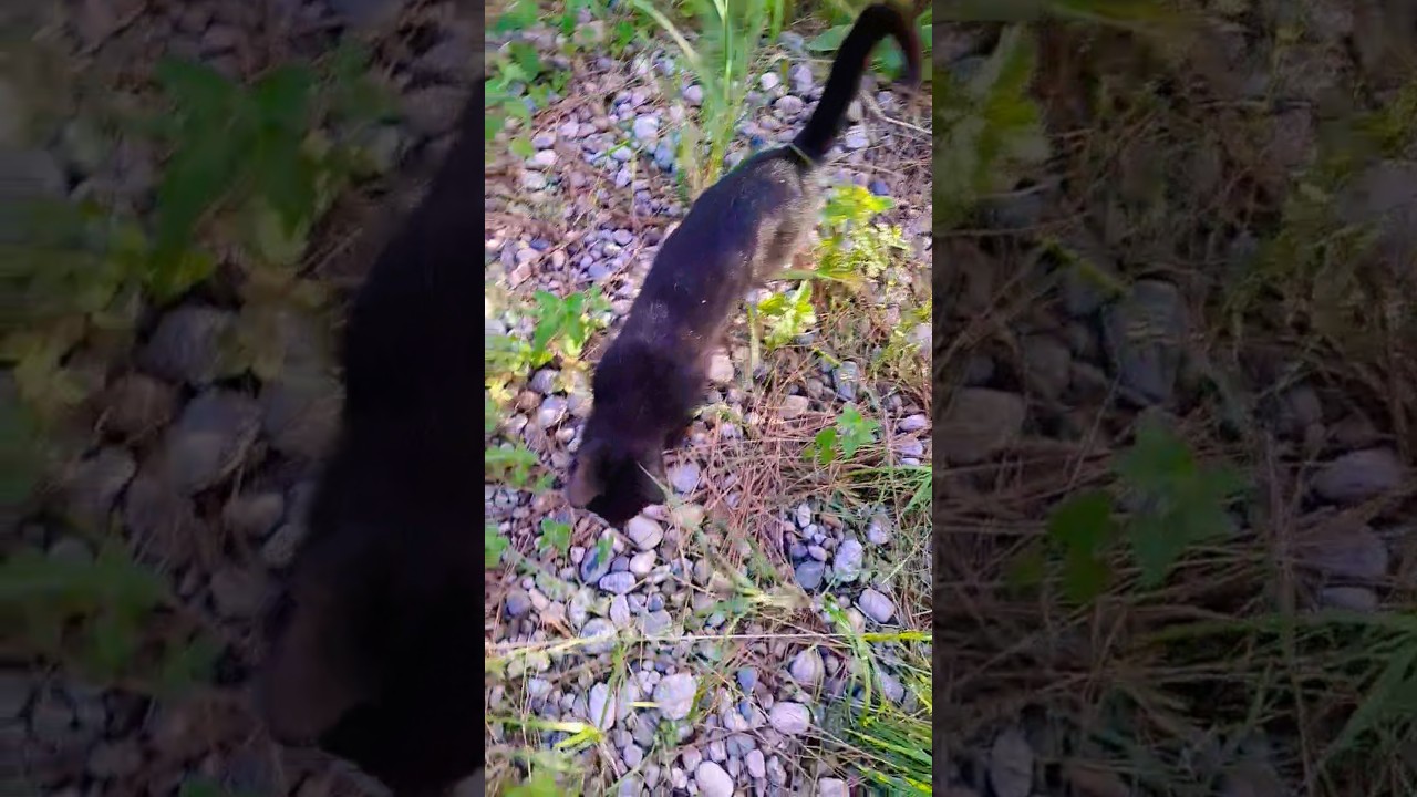 Behemoth the black cat's human takes him to the catnip patch