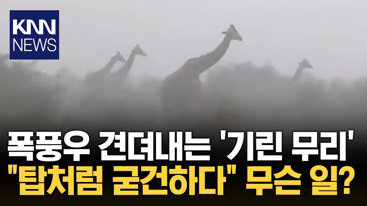 폭풍우 견디는 기린의 '버티기' 전략 