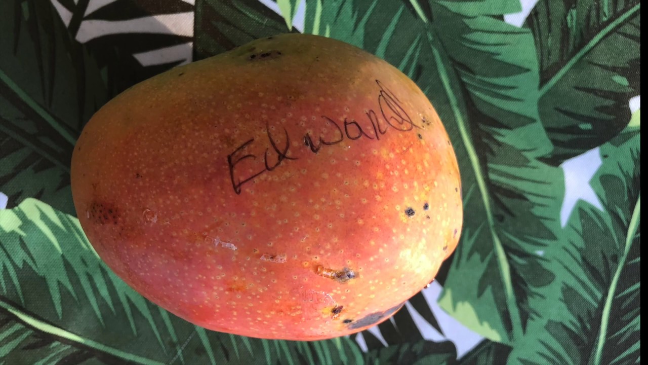 Edward Mango - Tasting Florida Grown Mangos