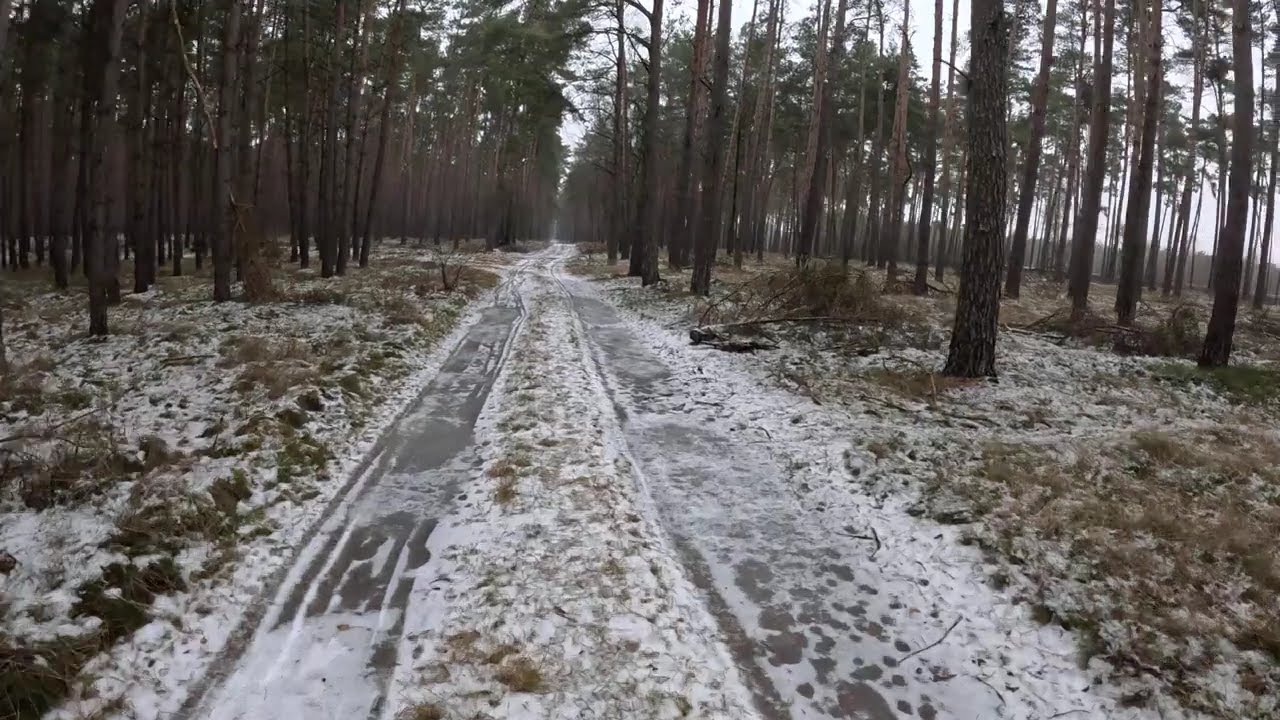 Relaxing walk in a Polish winter forest