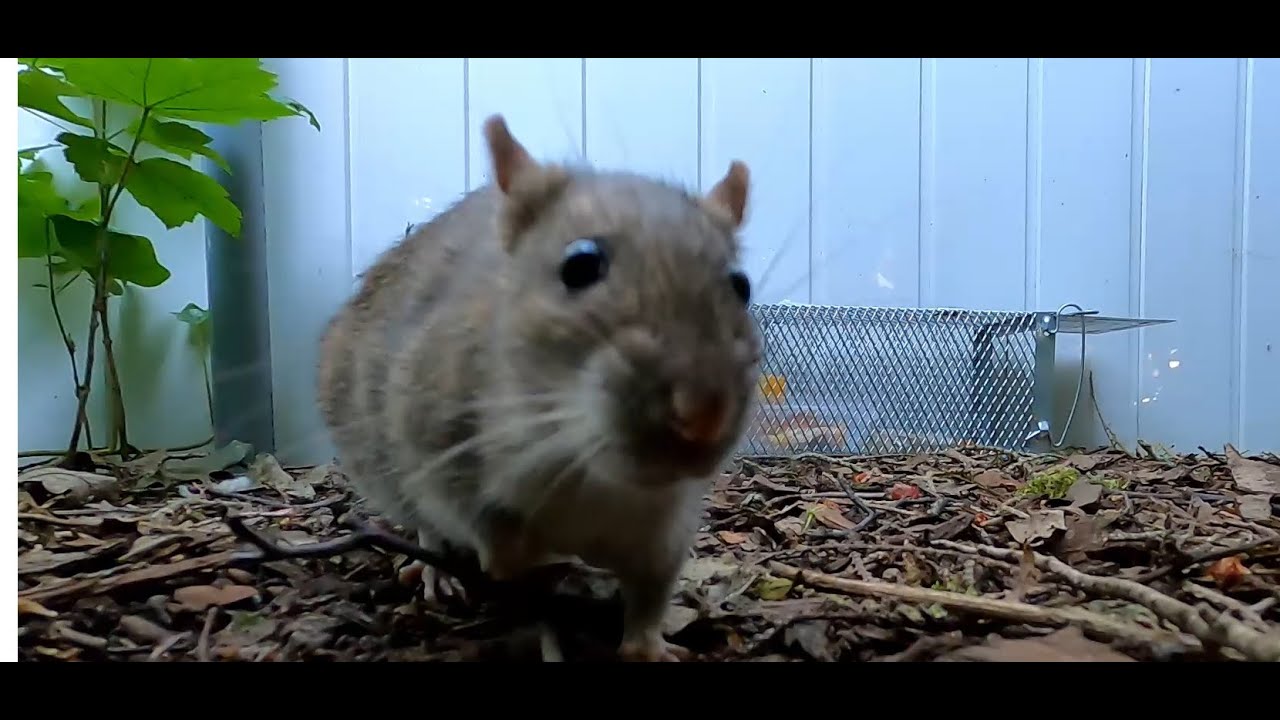 Who is smarter Rat or Hedgehog with a trap catching it alive