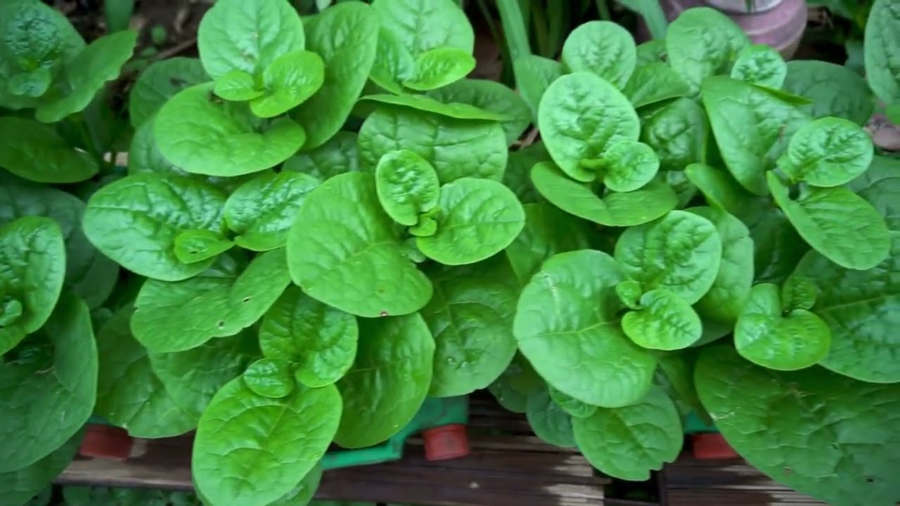 I Was Surprised To Grow Malabar Spinach Like This, High Yield and Very Large Leaves